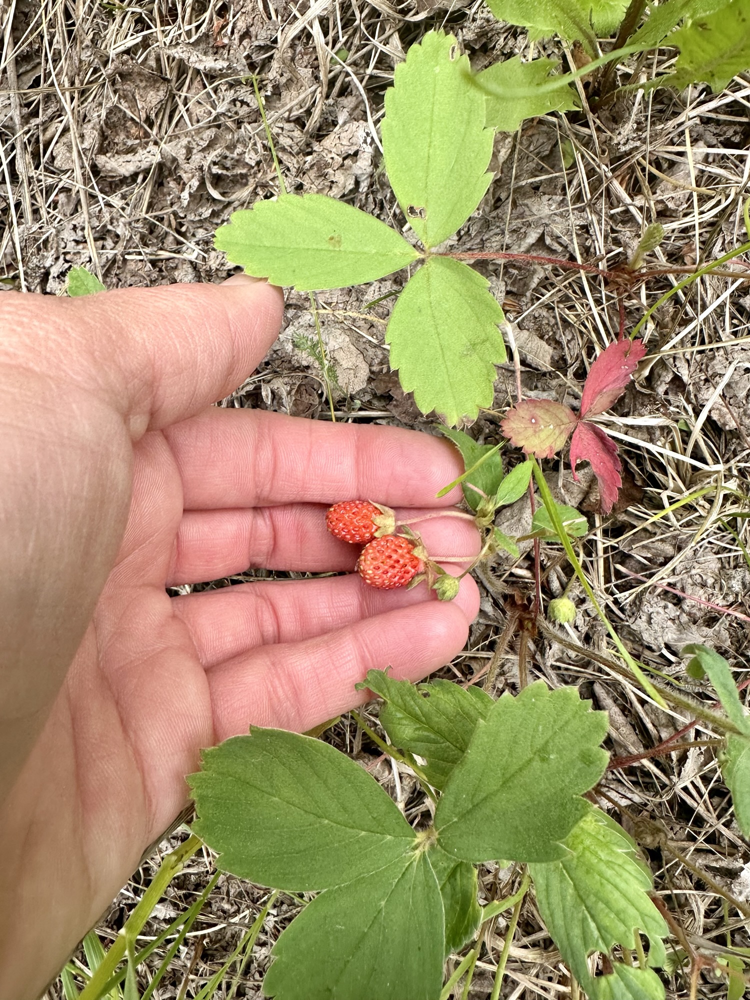 Harvesting Wild Strawberries: A Seasonal Tradition – thepolestarpost